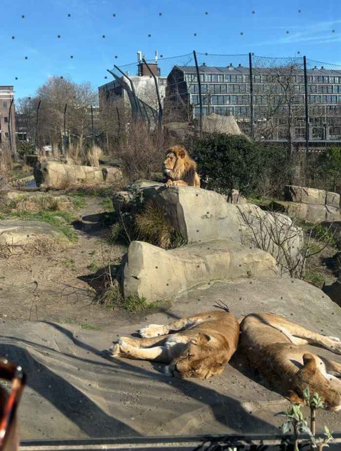 Leeuwenverblijf in ARTIS